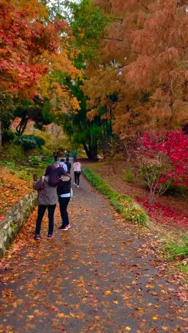 阿德萊德之秋🍂🍂