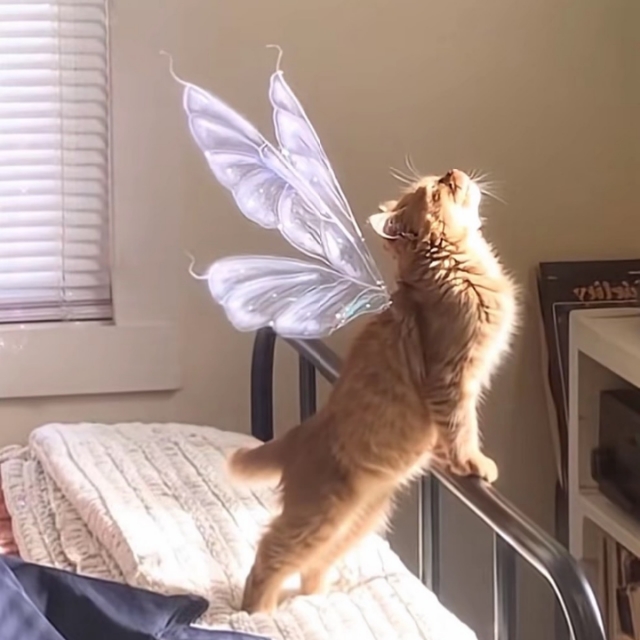 🔥麦迪逊神仙公寓转租！25fall必看！