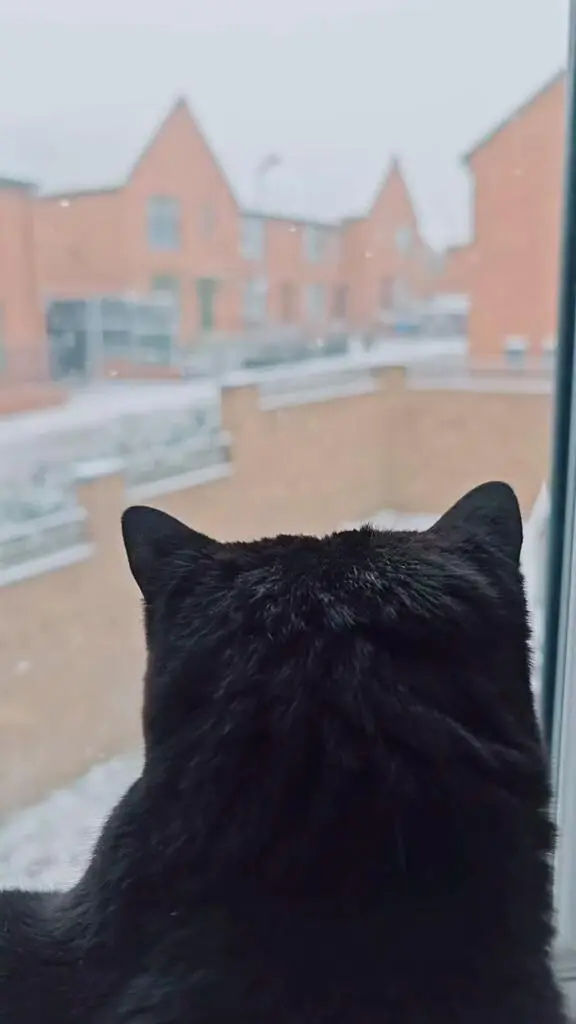 分享下謝菲去年的雪景，小貓也看看雪😄
