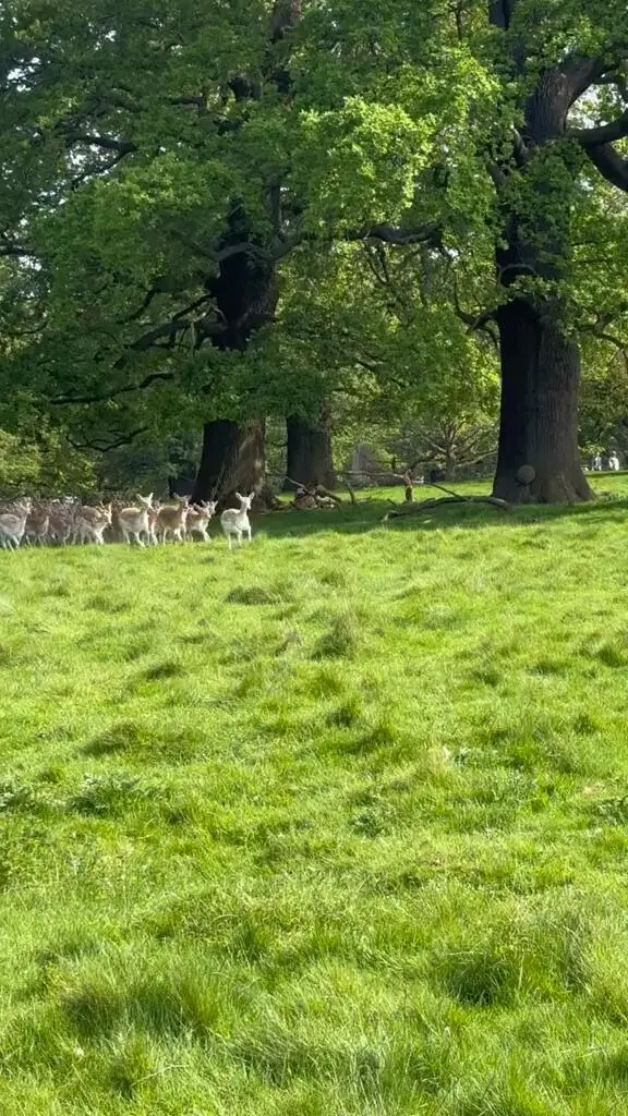 London | 能量低的时候，就去看鹿🦌吧