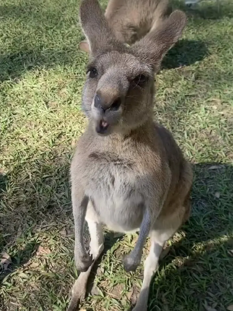 🇦🇺布里斯班｜🦘kangaroos