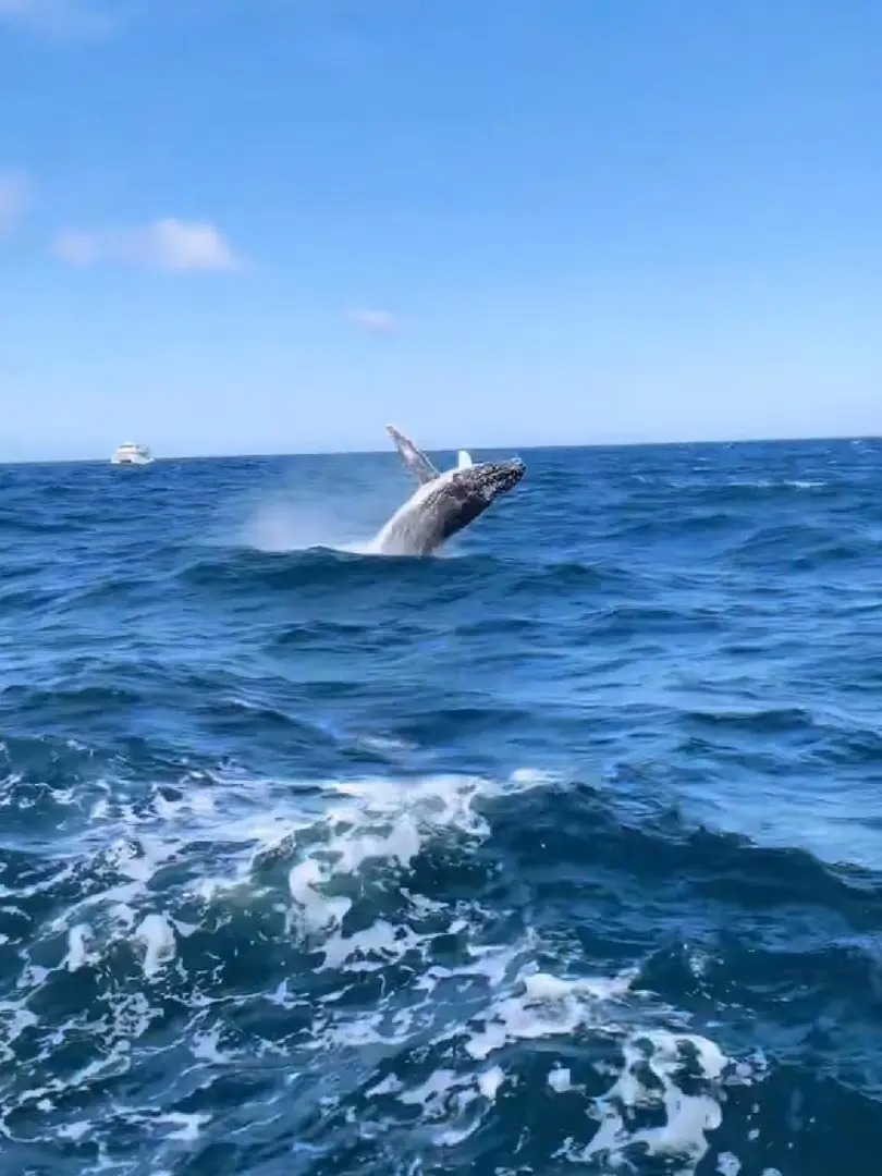 🇦🇺雪梨｜🐳