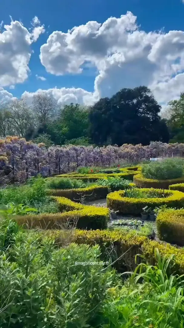 🇬🇧倫敦｜紫藤