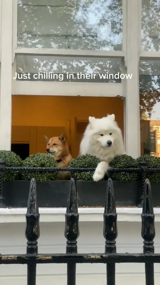 狗狗🐶也有自己的心事吧｜諾丁漢