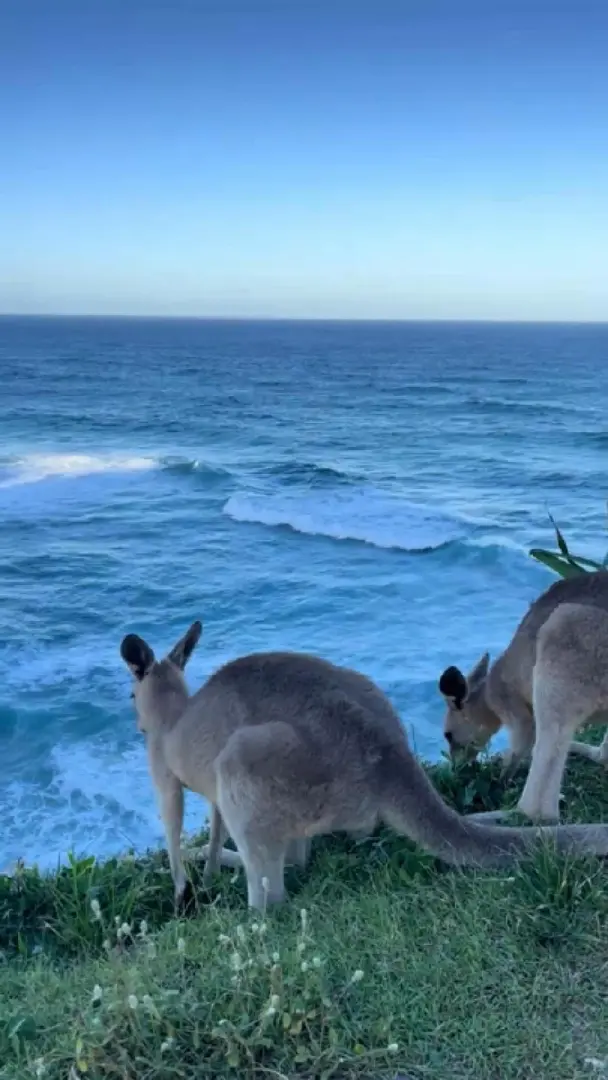 總要去布里斯班看一次海🌊吧