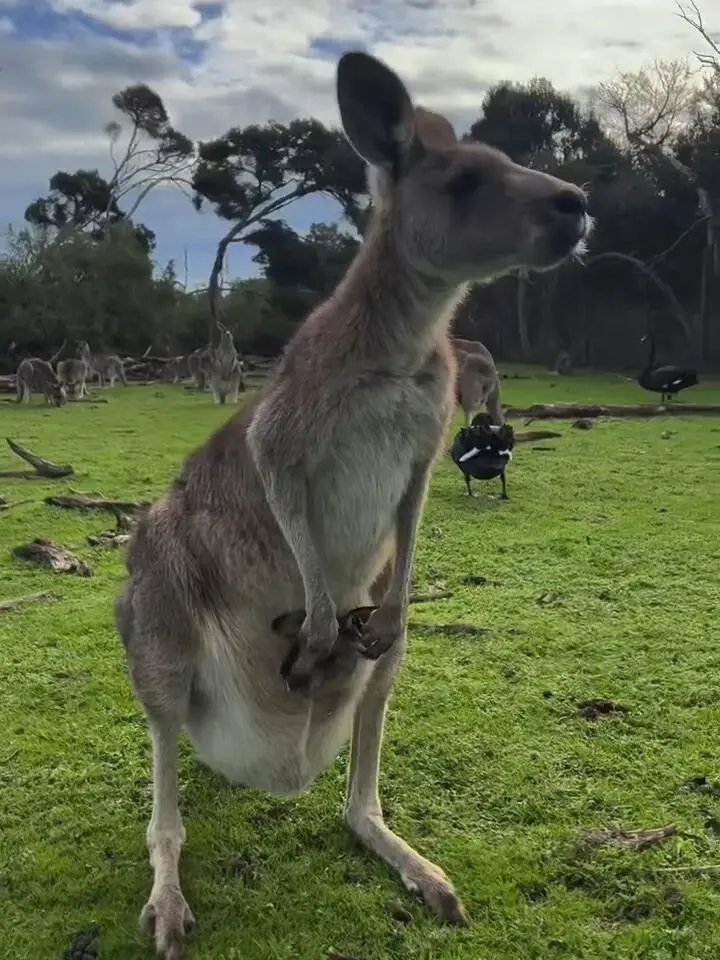 墨爾本野生動物園🦘