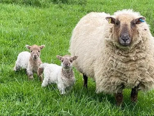 🇬🇧曼城周邊QQ農場🦙🐑