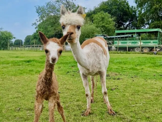 🇬🇧曼城周邊QQ農場🦙🐑