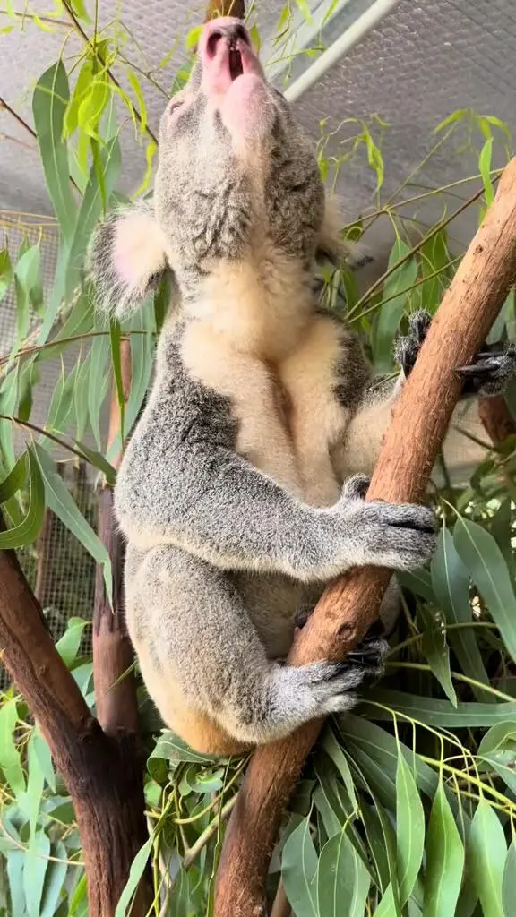 🇦🇺考拉叫聲也太好笑了吧