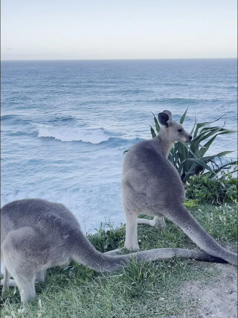 布里斯班的斯特德克魯島🦘