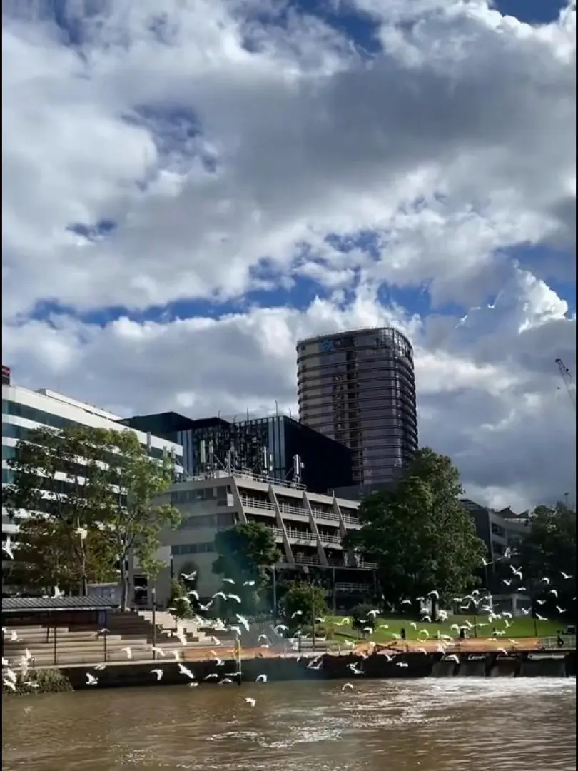🇦🇺雪梨紅樹林～