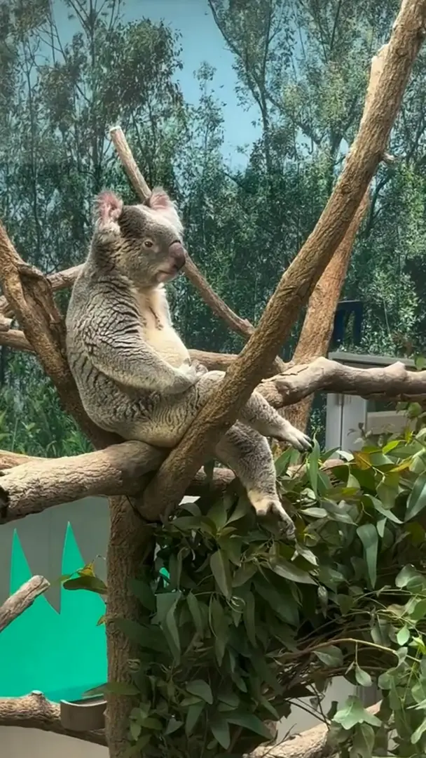 這真的不是AI， 🇦🇺考拉的坐姿很搞笑