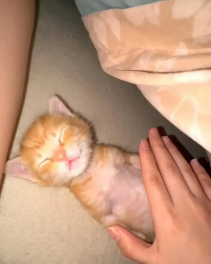 就這麼水靈靈地睡著了🐈
