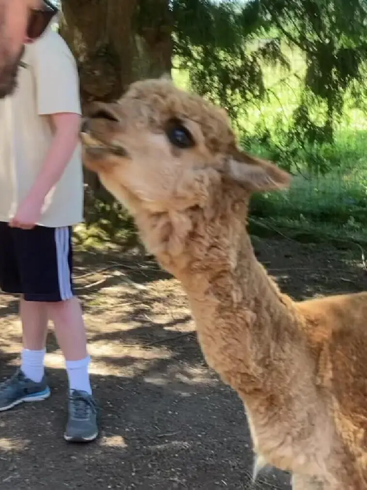 羊駝🦙 可可愛愛捏～