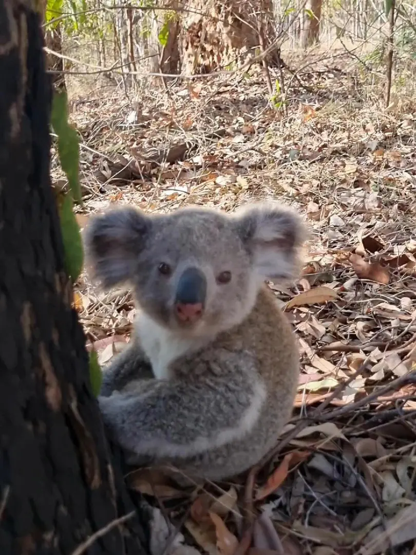 小考拉好小一隻🐨