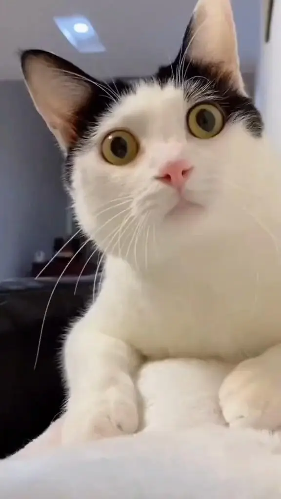 有趣的小貓～