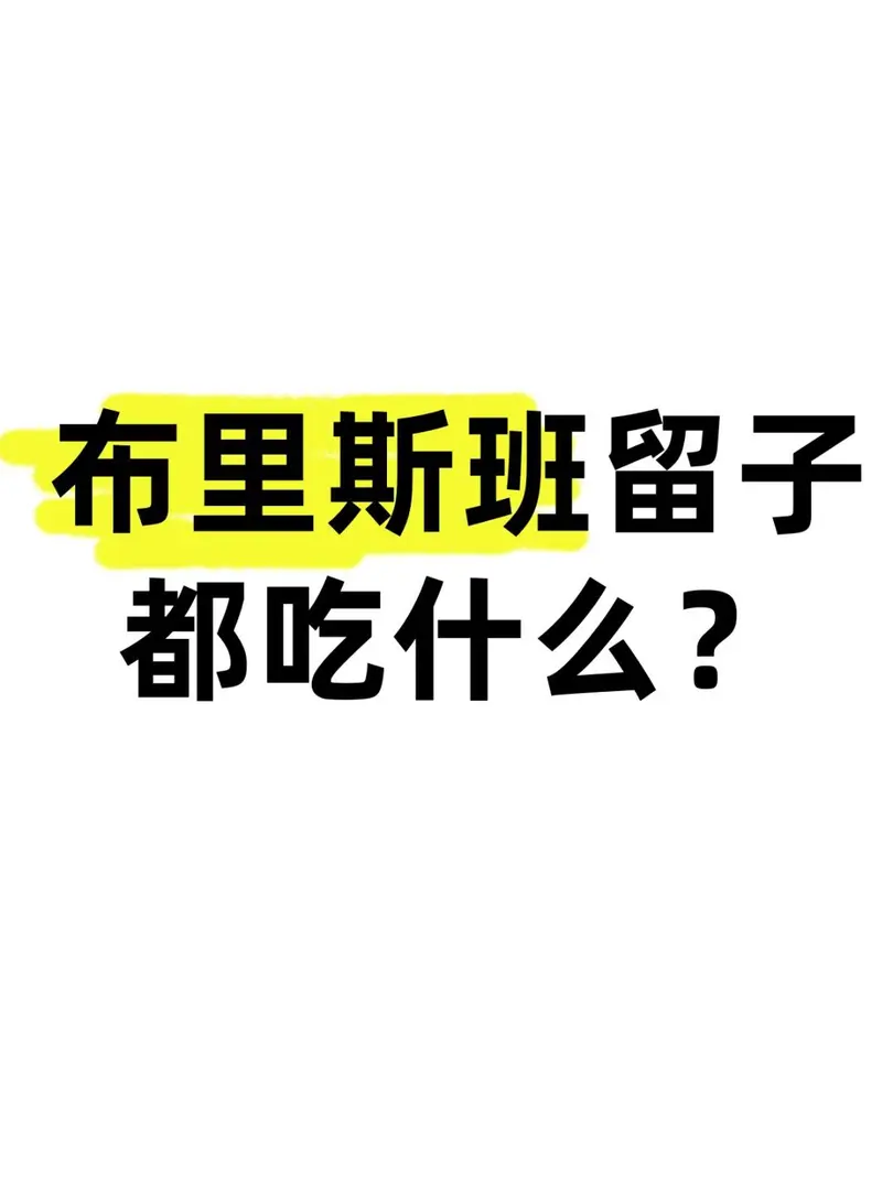 布里斯班 留子都吃什麼？