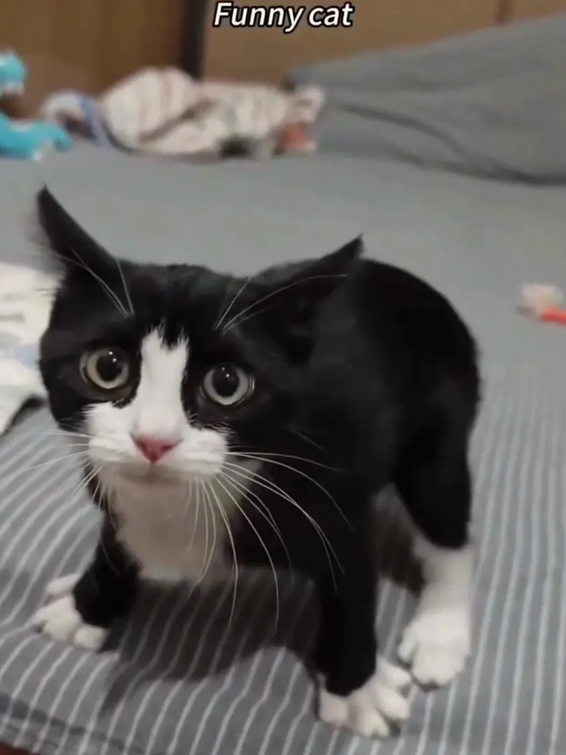 貓貓祟祟🐱～