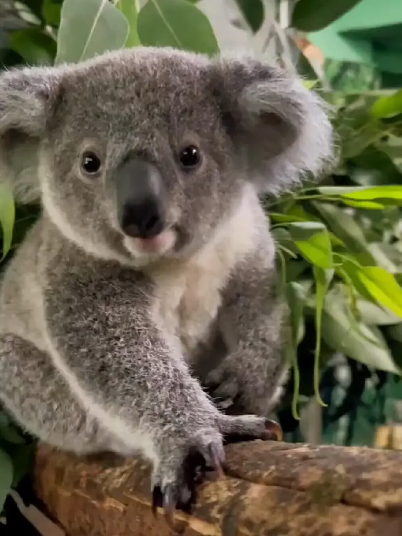 考拉🐨超級可愛呢！