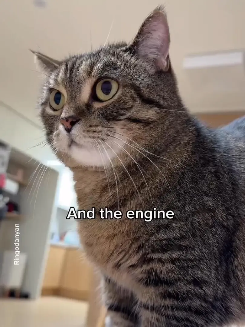 小茂密是這樣的🐈～