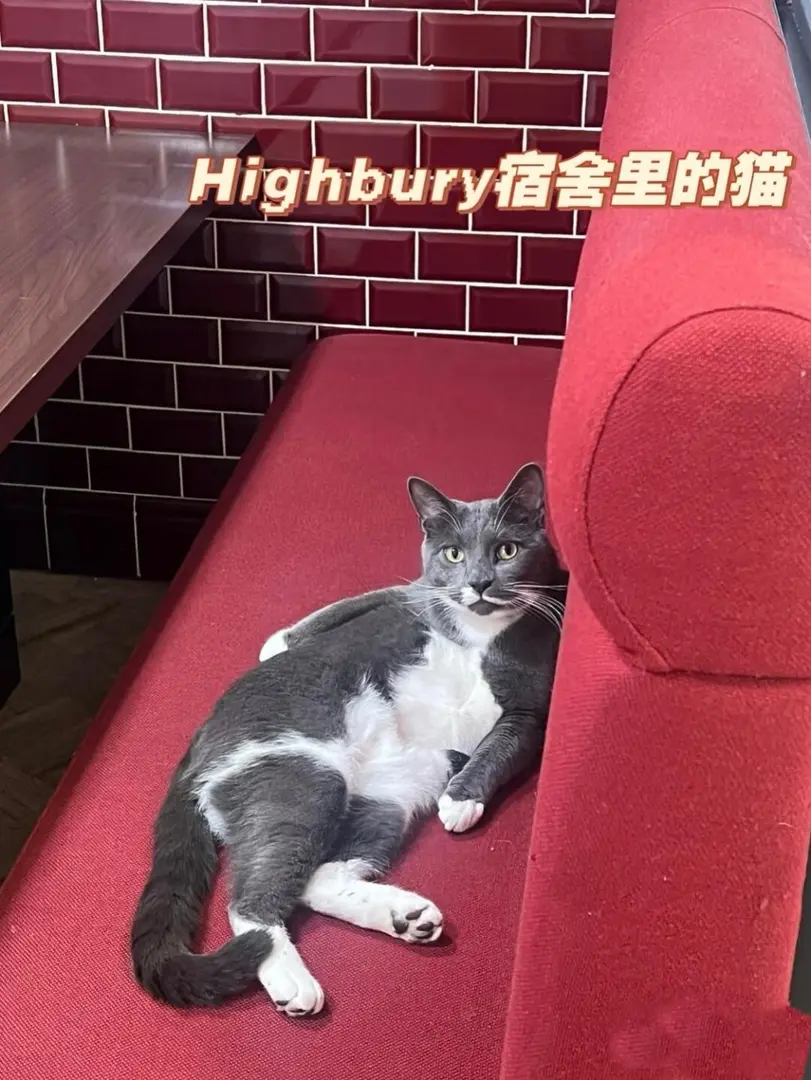 倫敦各大網紅公寓入住體驗🏠