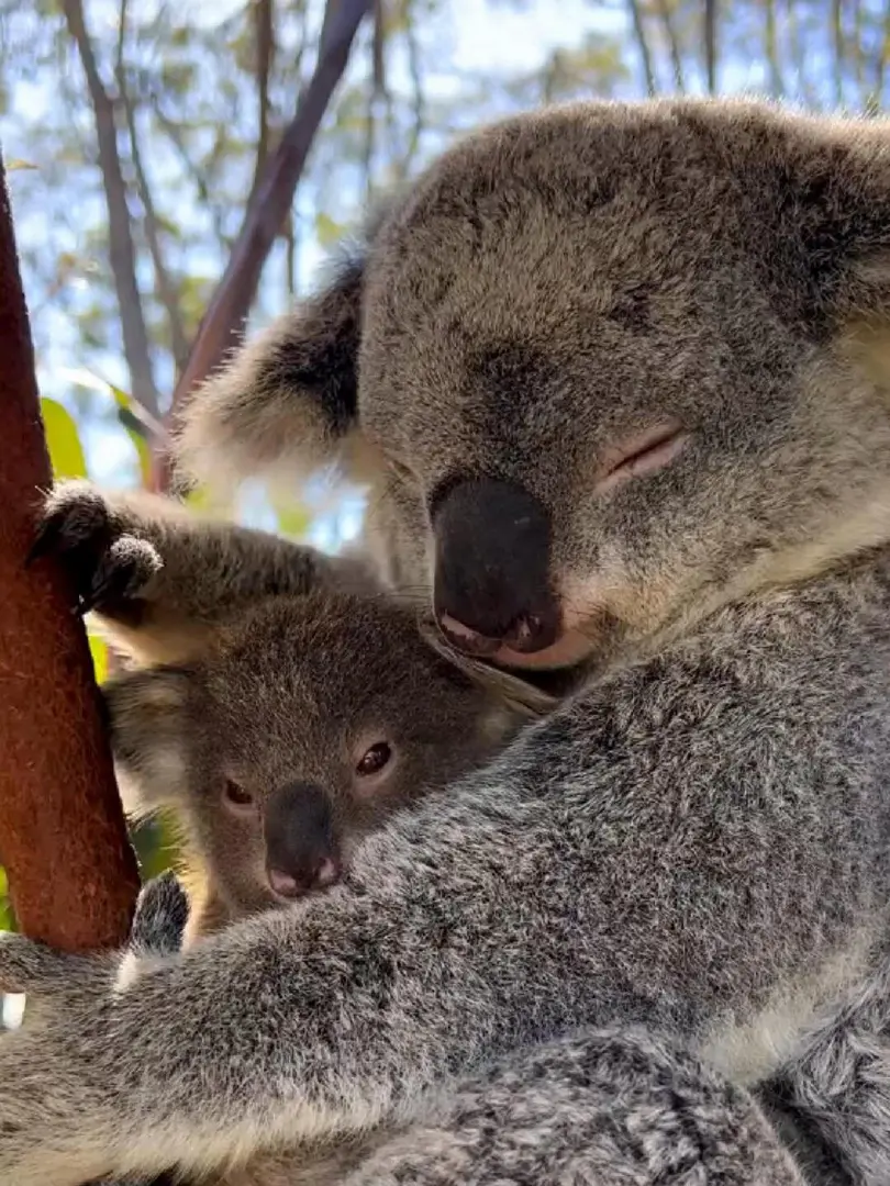 考拉媽媽和考拉寶寶🐨