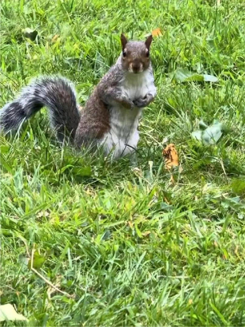 🇬🇧曼徹斯特｜小松鼠🌰🐿️～