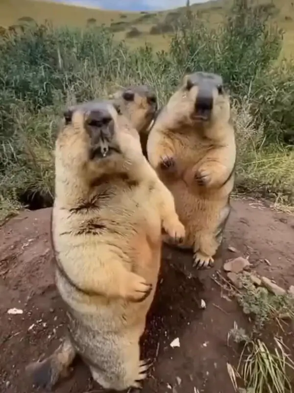 弄啥嘞  弄啥嘞