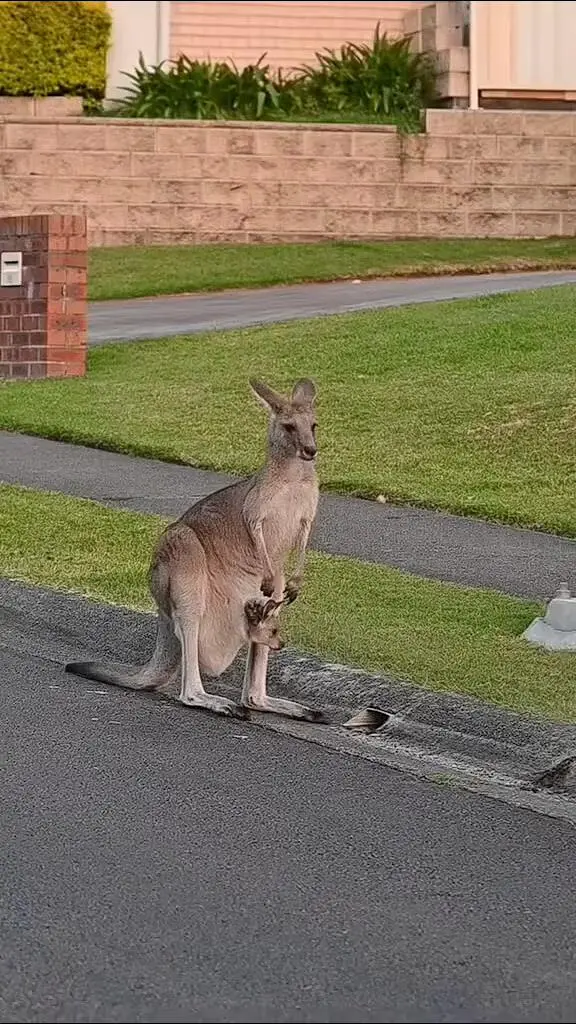 澳洲的日常生活～🇦🇺