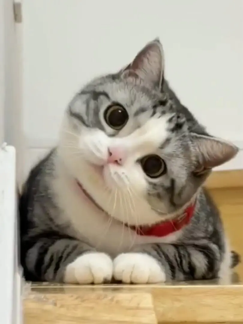 可爱猫猫合集，谁能拒绝可爱的猫猫呢
