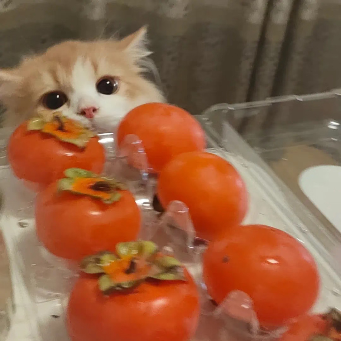 愛丁堡200pw｜包bill近學校｜拼低素質室友