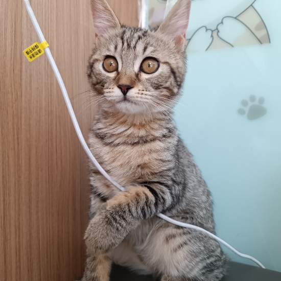 布里斯班26S1，要帶的東西其實就這些❗️