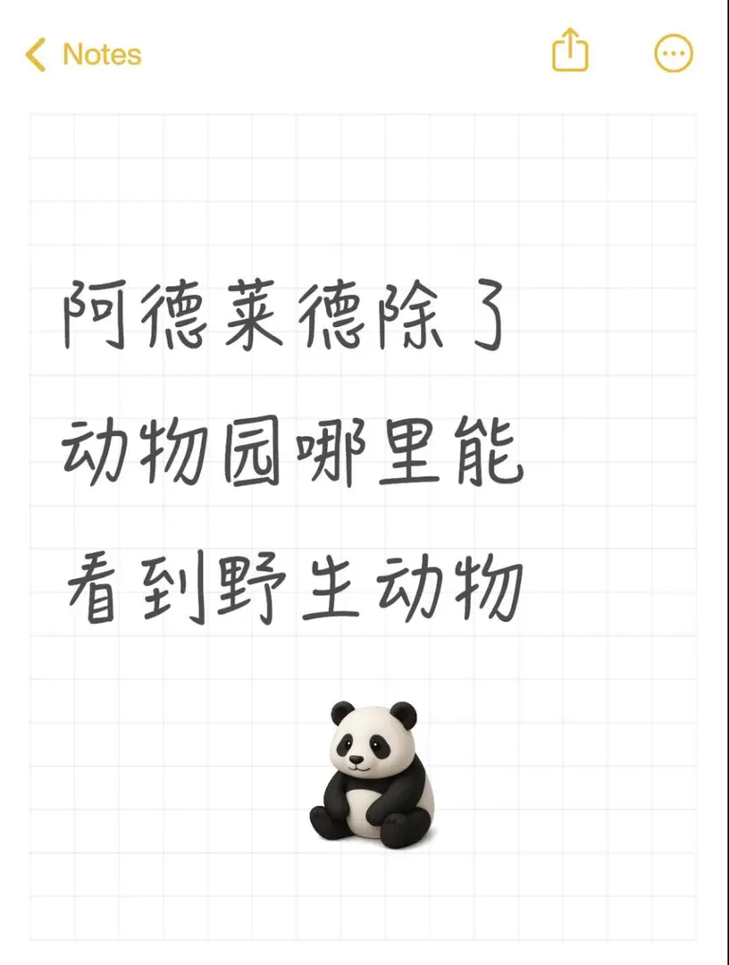 阿德萊德除了動物園哪裡能看到考拉