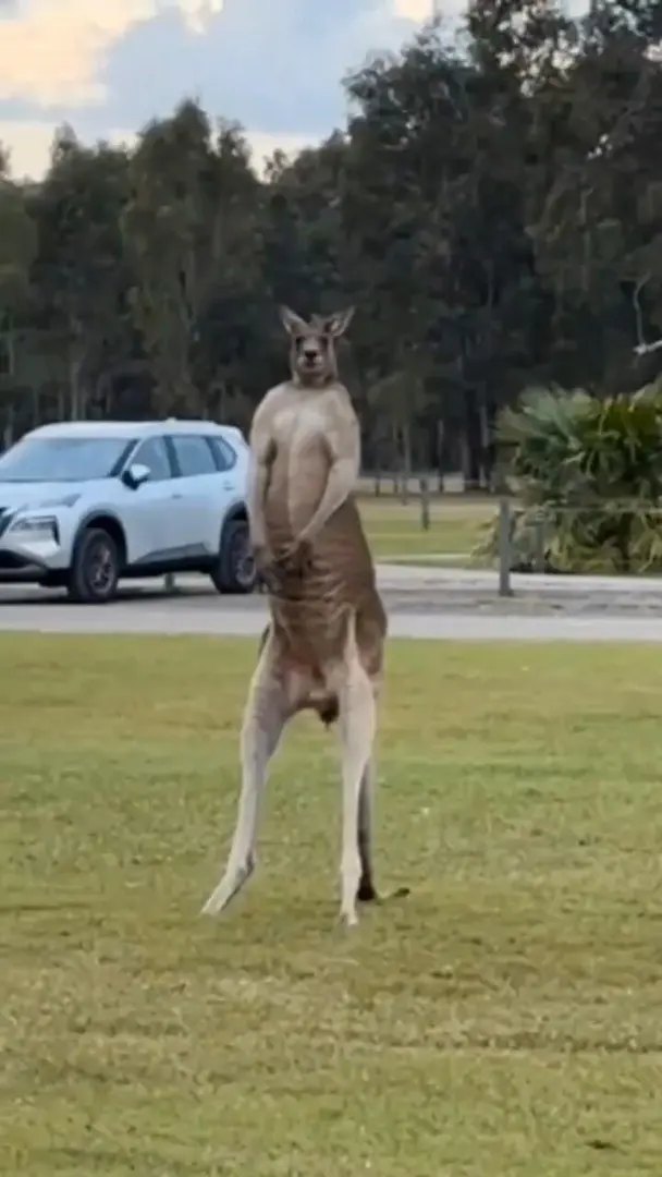 啊！八頭身的🦘