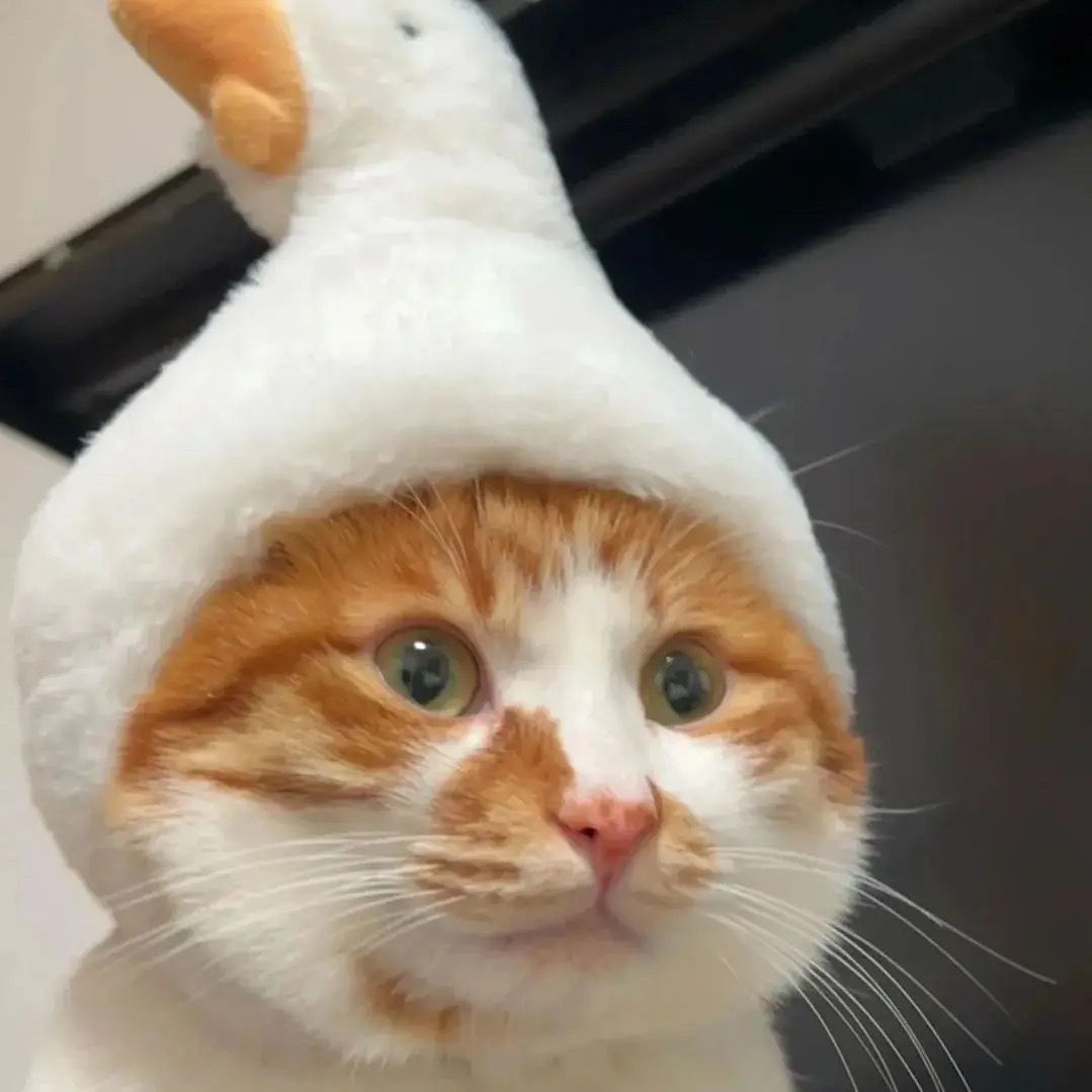 墨爾本CBD神仙合租公寓我挖到啦✨