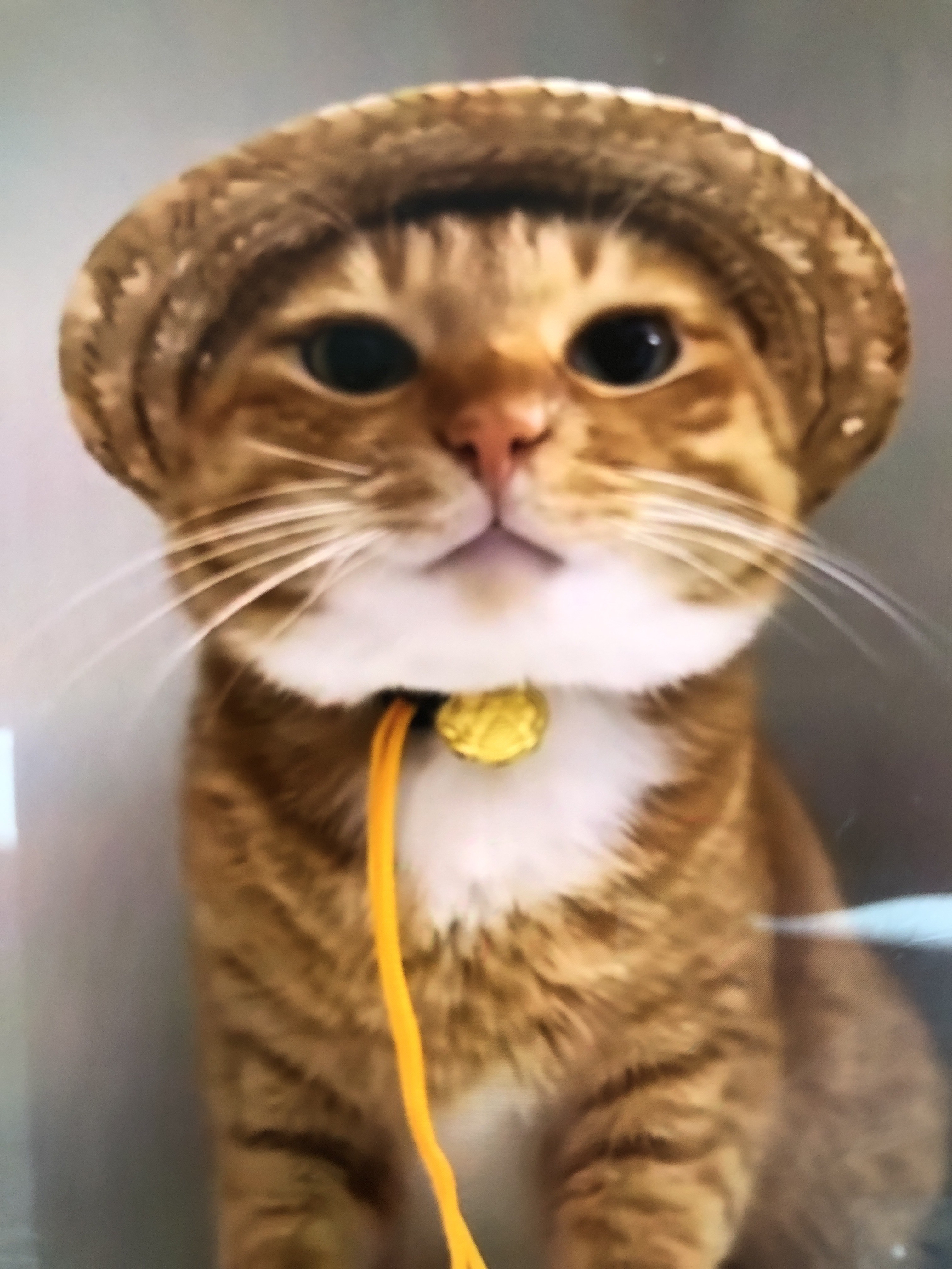 轉❗️雪梨forest lodge 2b2b1⃣️1⃣️🈷️起❗️