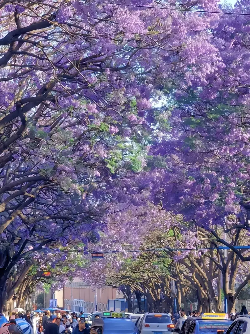 🇦🇺雪梨的秋天，是紫色的浪漫暴擊