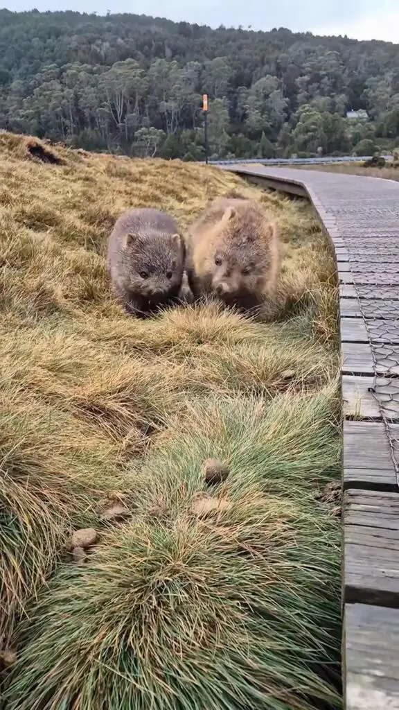 你們兩個之中有兩個很萌🇦🇺袋熊
