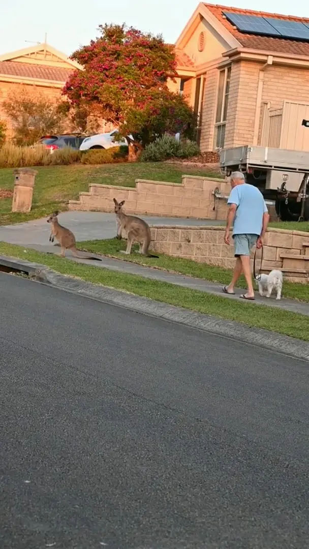 袋鼠與老爺爺的互動