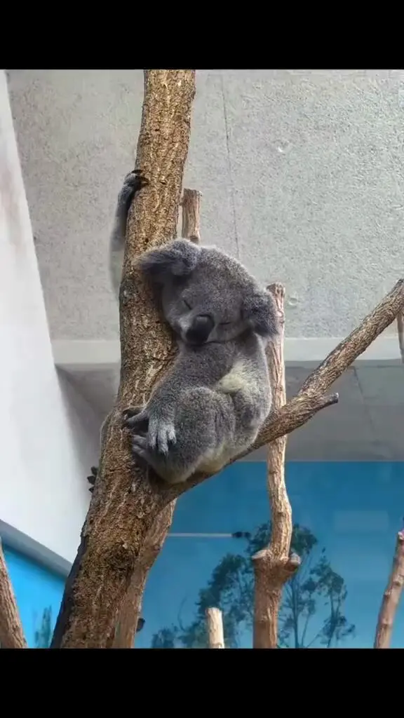 考拉也是需要休息滴～