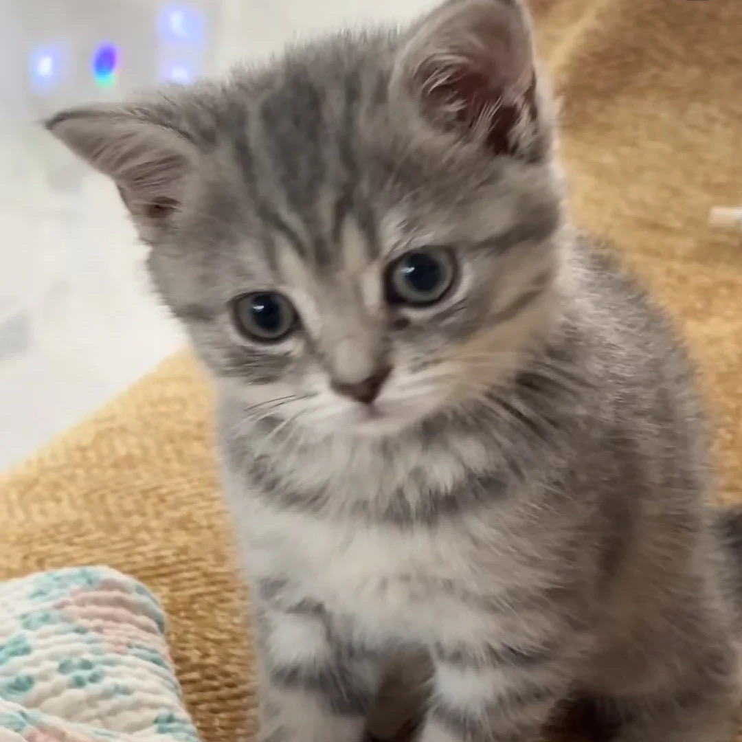 DUO樓帶拐角陽台1b1b❗️UTS26s1學生速看