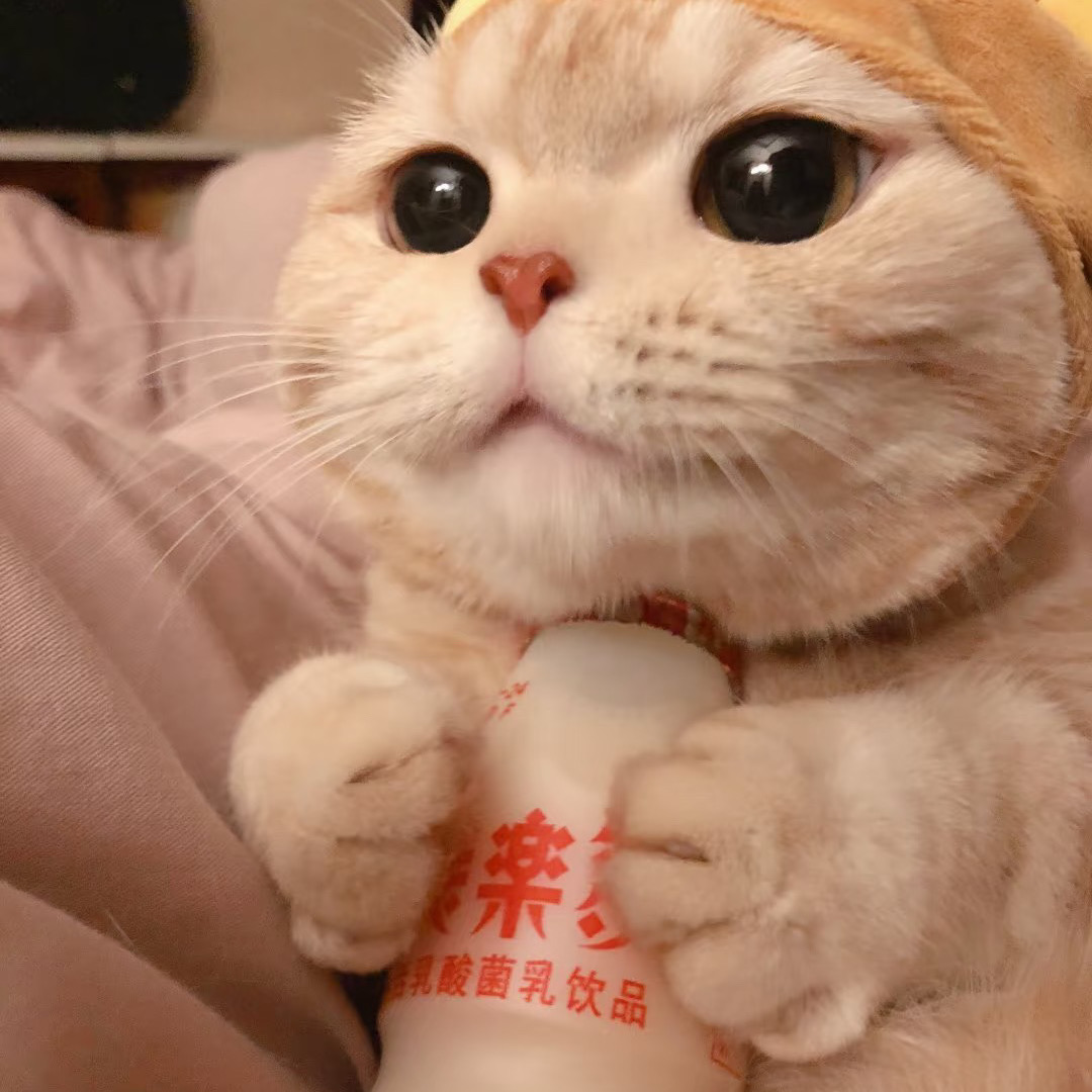 急➗ 曼城落地窗1b1b｜步行到曼大