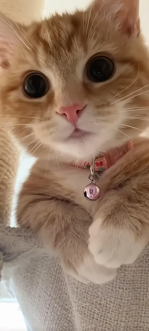 小貓糊臉上啦～