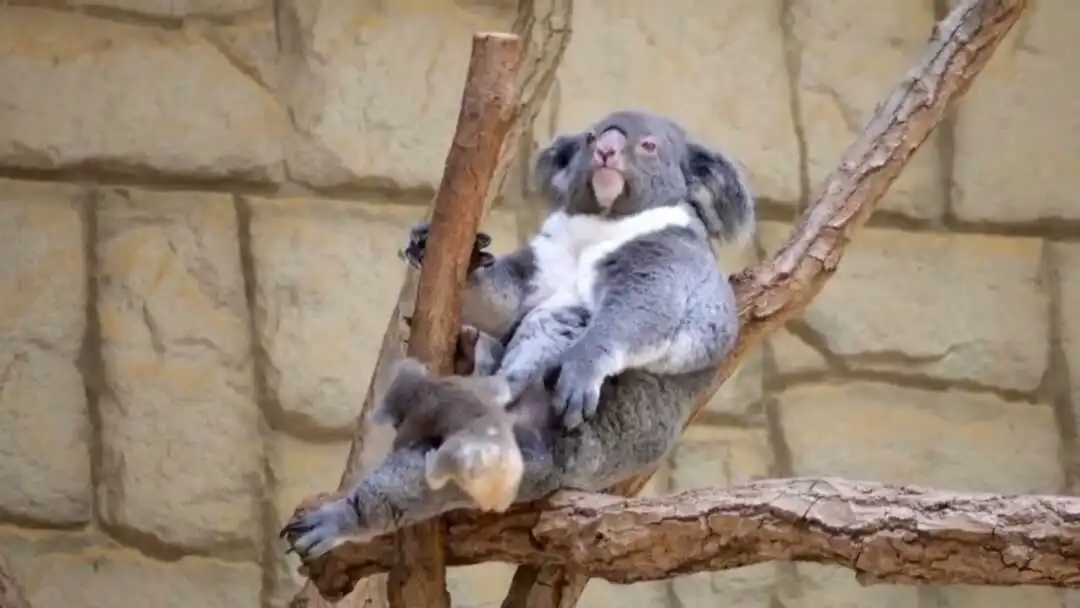 🇦🇺有媽媽呵護的寶寶好幸福～