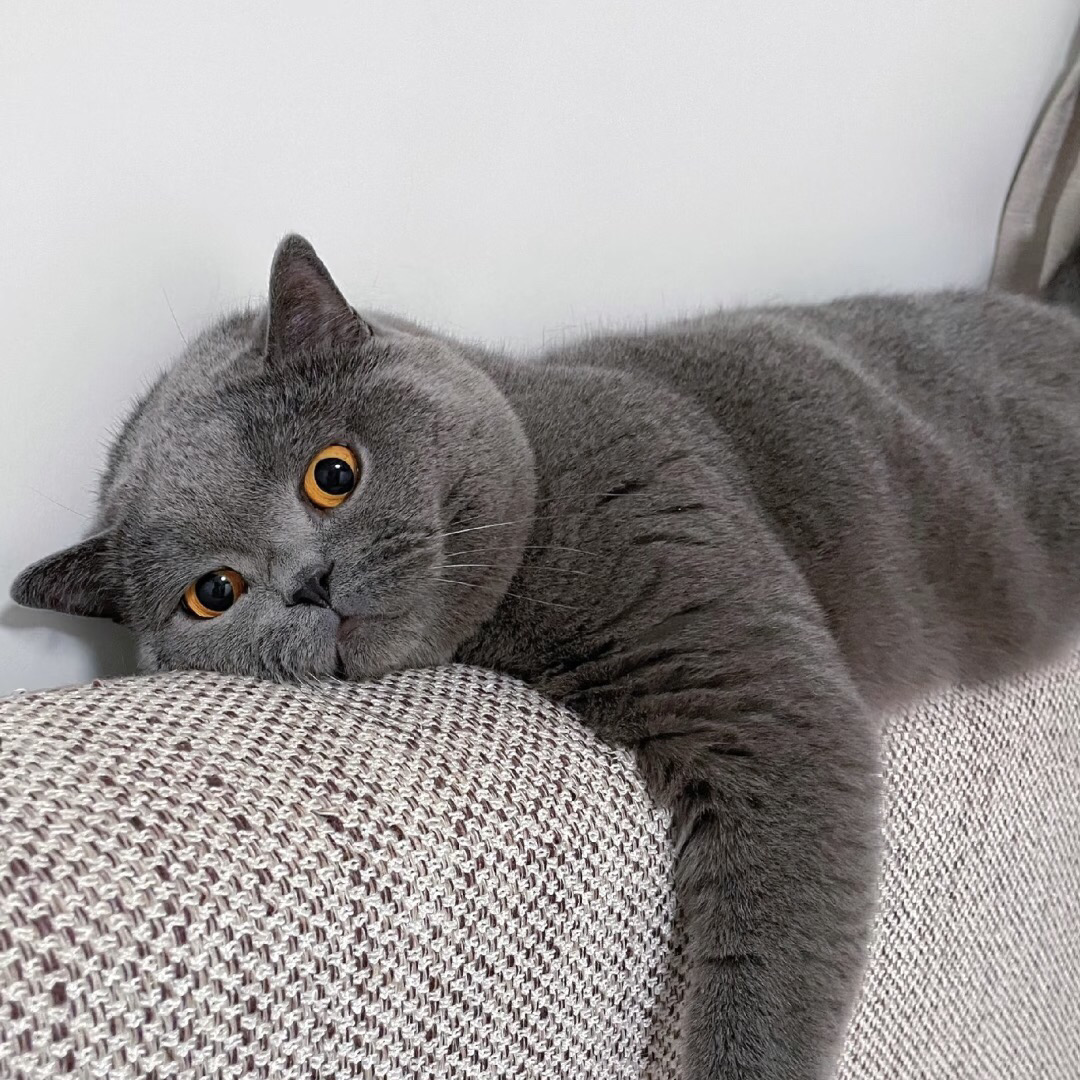 藍調時刻的倫敦大橋，意式味道拉滿