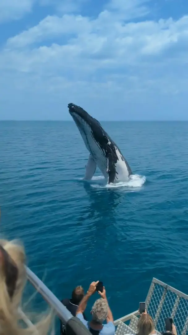 🇦🇺鯨魚季：奈何動物硬要表演🐳