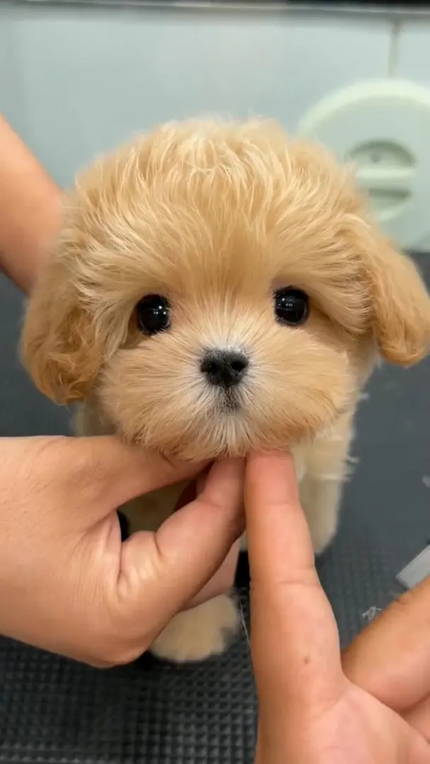 還以為是洋娃娃的小狗