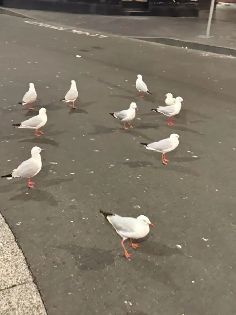 🦘審美積累 澳大利亞味很重的圖片