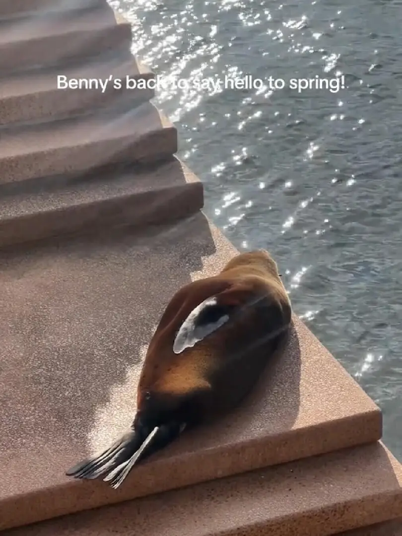 海豹🦭冬眠期結束～