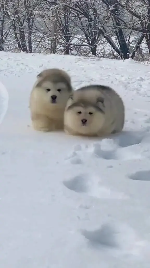 雪地里毛茸茸的小狗誰不喜歡呀～